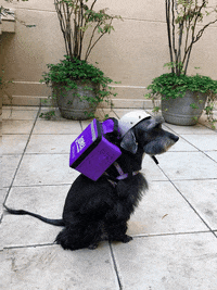 Dog Entregador GIF by James Delivery