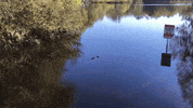 see you later swimming GIF by University of Florida