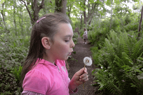 a walk in the woods GIF