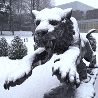 towsonuniversity snow tiger statue tu GIF