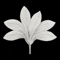 threadedbytatum nature flowers leaves botanical GIF
