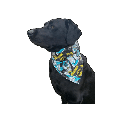 Gotham City Batman Sticker by Geekster Pets