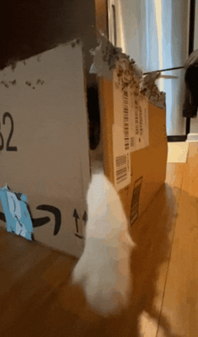Cat Fun GIF by Gottalotta