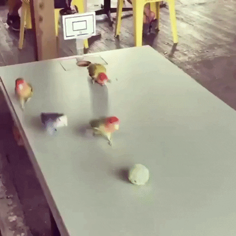 Excited Basketball GIF by JustViral.Net