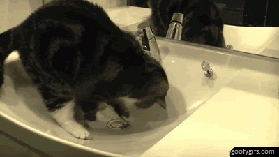 harry potter cat GIF