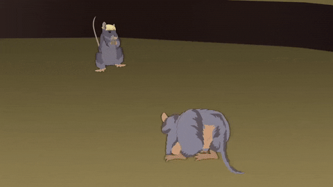 mice rats GIF by South Park 