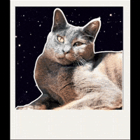 Kitty Yawn GIF