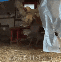 Fail Guinea Fowl GIF by Buck Hills Farm