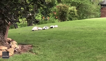 Family of Skunks Scurry Through North Carolina Backyard