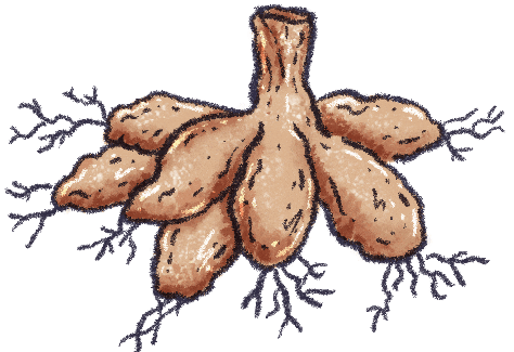 Flowers Spring Sticker