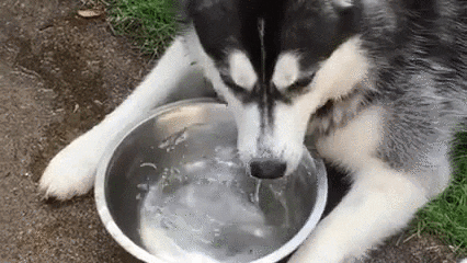 dog water GIF