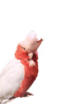 Iphone Sticker by Alessandra Stablum's Touch