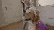 parkerpup princess golden retriever parkerpup dogs dressed up GIF