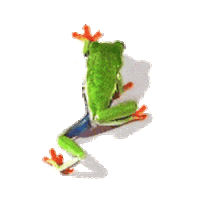 Green Frog Sticker by RainForest Water