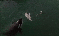 Manchild GIF by Sabrina Carpenter