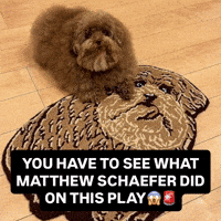 New York Dog GIF