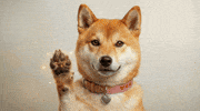Shiba Inu GIF by DogeGF