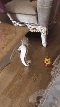 Animated GIF