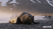 Big Boy Seal GIF by PBS