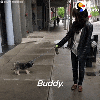 thedodo cute dog the dodo GIF