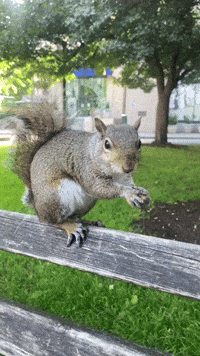 Squirrel Oregon GIF by EDGARDUDE