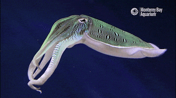 Sea Life Ocean GIF by Monterey Bay Aquarium