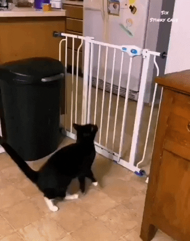 cuteanimalland giphyupload GIF