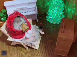 Pass the Ham: Happy Hamster Enjoys Festive Treat