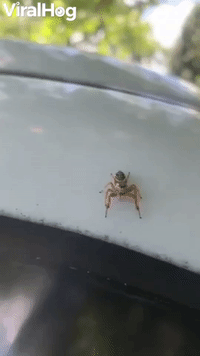 Cute Little Jumping Spider Poses Before A Leap
