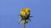 Flower GIF