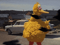 Sesame Street Bird GIF by Bell Brothers