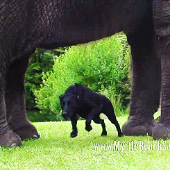 dog elephant GIF