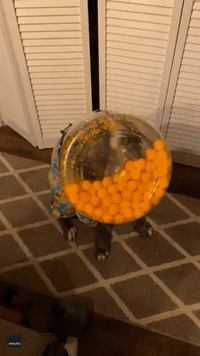Pitbull 'Foodini' Stuck in Cheese Puff Jar After Breaking Into Snacks in Owners' Absence