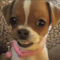 Awkward Dog GIF