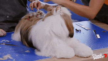 Dog Puppy GIF by Channel 7