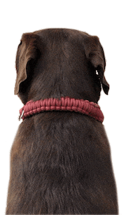 bailey ear Sticker