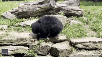 Philadelphia Zoo Debuts a Pair of 'Bear-y' Cute Sloth Bear Cubs