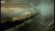 beaver dam GIF