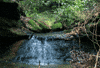 forest GIF