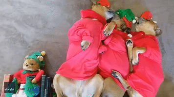 Elf on the Shelf Dogs Fall Asleep on the Job