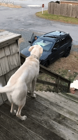 Video gif. Seeing his human arriving home, a large white dog wiggles his entire backside in excitement.