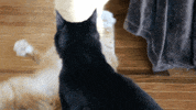 cat fight GIF by America's Funniest Home Videos
