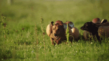 GIF by Heinz Ketchup