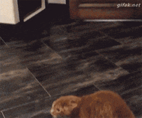 Cat Dog GIF