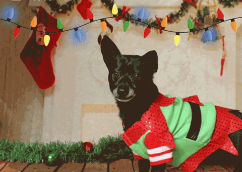 merry christmas cat GIF by Nebraska Humane Society