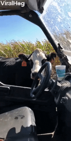 cow GIF by ViralHog