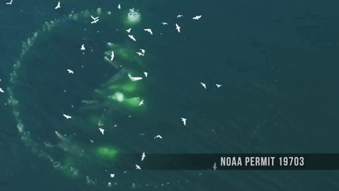 humpback whale water GIF