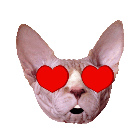 SallyStRose giphyupload love cat heart eyes Sticker