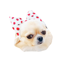 Cavalierkingcharlesspaniel Sticker