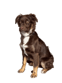 Dog Family Sticker by JusComte.de